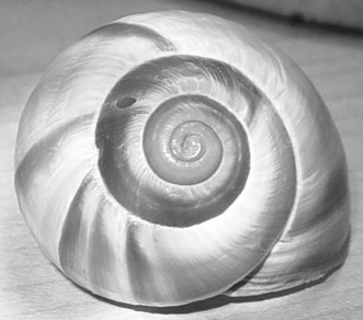 Vintage - Snail Shell